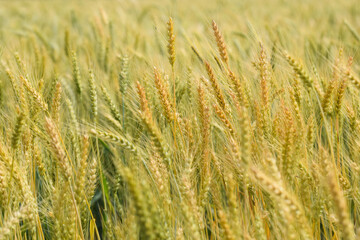 brown light skin color , Agriculture landscape with ears of golden wheat at sunset. Autumn harvest. Growth nature harvest. Gold wheat field.  The idea of a rich harvest. Agriculture farm.