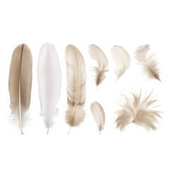 Feathers isolated on a transparent background