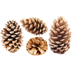 Cones isolated on a transparent background