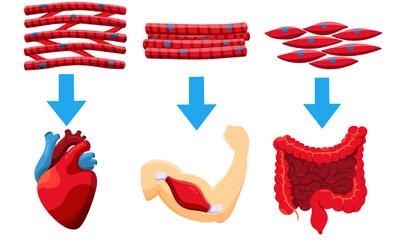 Different types of muscle cells with human organ. Set of human muscle cells in simple style isolated on white background. Suitable design for human body anatomy, education, and science.  PNG format. 