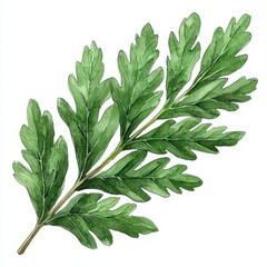 Detailed Illustration of Artemisia Absinthium Sprig with Green Leaves on White