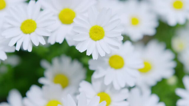 Flower,Small Flowers,Northpole,Close-Up,Breeze,Swaying,Clumping