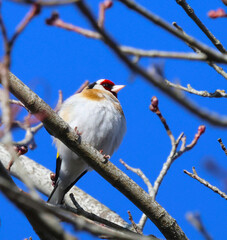 red backed shrike on branch