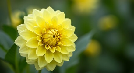 Fototapeta premium Golden Dahlia's Embrace AI Generated