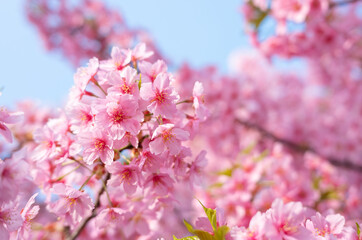 kawazu cherry blossoms in the Yodo Suiro Waterway at Kyoto,Japan.