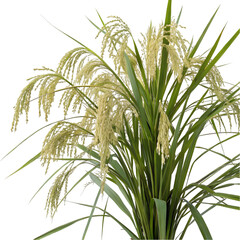 Fototapeta premium rice tree isolated