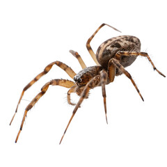 Spider Running Rapidly with Slightly Blurred Legs, Capturing Intense Speed and Dynamic Motion from a Frontal Perspective in Sharp Detail