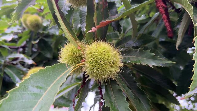 Fresh, green chestnuts branch with sharp thorns on the chestnuts tree , harvest mood