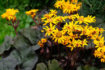 Buzulnik is a garden plant with purple leaves and yellow flowers