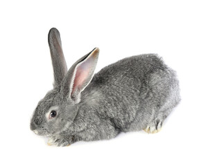 Fluffy grey rabbit on white background. Cute pet