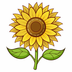 Sunflower isolated on white background 