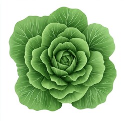 Fototapeta premium Vibrant Cabbage: A detailed illustration of a fresh, verdant cabbage head, the image captures the vegetable's natural beauty and healthy freshness.