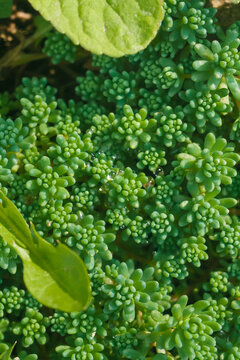 Sedum hispanicum or Spanish stonecrop macro texture. Succulent plant from crassulaceae family with dew drops. Floral natural background