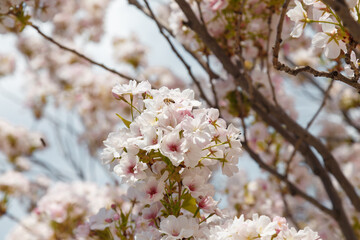Sakura or japanese cherry blossoms on blue sky background. Tender spring flowers on tree branches, closeup