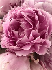 Close-up of vibrant pink peony flower petals in bloom