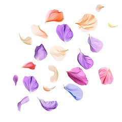 Colorful Flower Petals on transparent background