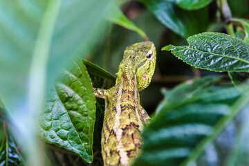 close up of garden chameleon on plant