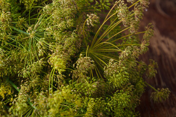 Fresh green dill flower heads, Anethum Graveolens plant in blossom, flavoring with seeds for conservation on rustic wooden table