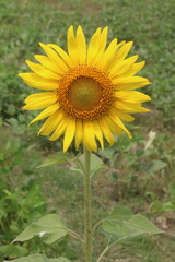 There is a sunflower flower in the front and a green garden in the backgrund