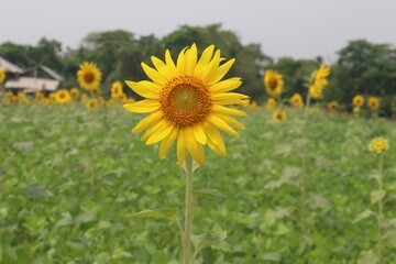 Fototapeta premium There is a sunflower flower in the front and a green garden in the backgrund