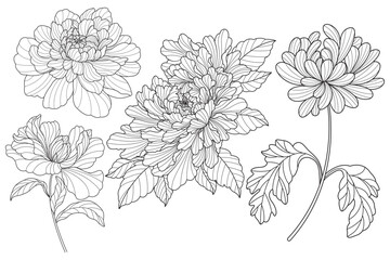 Set of flower. Hand drawn elements. Plant Art design for print, cover, wallpaper, Minimal and natural wall.