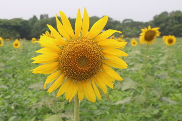 Obraz premium There is a sunflower flower in the front and a green garden in the backgrund