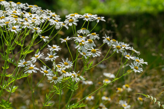 Mutterkraut (Tanacetum parthenium)