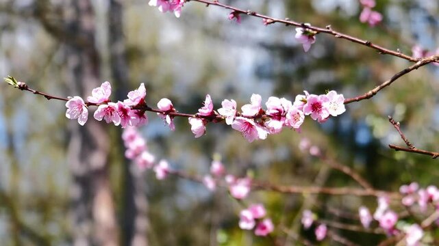 Beautifual Pink Peach Blossoms in a Gerden
