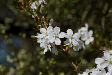 Okame cherry blossom on a tree twig on a sunny spring day close-up