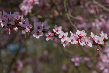 Prunus cerasifera Pissardii blooming twig on a sunny spring day
