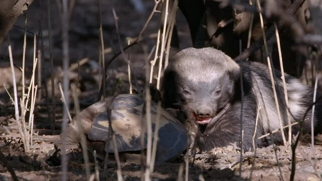 A fierce honey badger uses its powerful claws and teeth to eat a terrapin, ripping into its head in a raw and intense wildlife moment captured in the African wilderness.