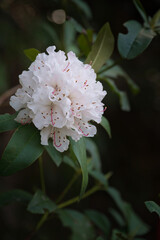 美しい白い石楠花の花