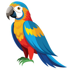 Macaw isolated on white background