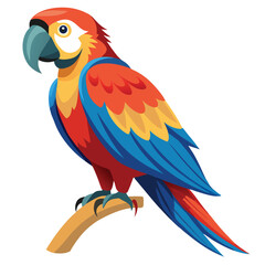 Macaw isolated on white background