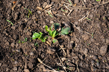 Young strawberry plant emerging in spring garden soil with new green leaves