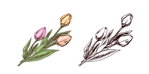 Hand-drawn vintage colored and black sketch of bouquet of tulips. Easter Holiday. Vector illustration. Flowers. Drawing isolated on white background. Vintage element.