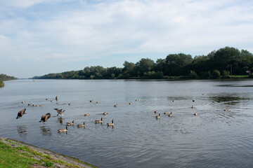 Wild ducks on the water. Habitat and behavior of birds. Landscape. Nature. Caring for birds. Summer. Reflection in water. River. Lake. Pond. Wildlife.