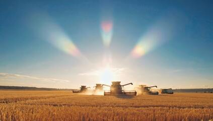Fototapeta premium Fleet of combine harvesters harvesting golden wheat in large field under clear blue sky at sunrise, raising dust and sunrays, representing modern agriculture, food production, and rural industry.