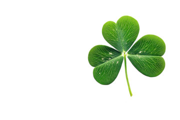 Lucky clover shamrock st patricks day irish symbol green leaf plant nature botany luck