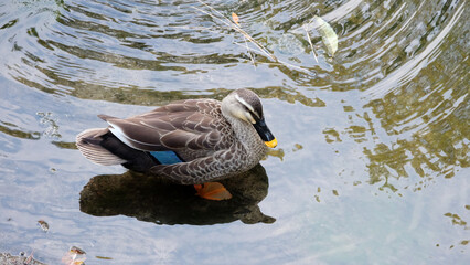 A female mallard, or also known as wild duck, standing in a shallow pond.