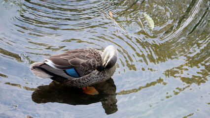A female mallard, or also known as wild duck, standing in a shallow pond, pruning itself.