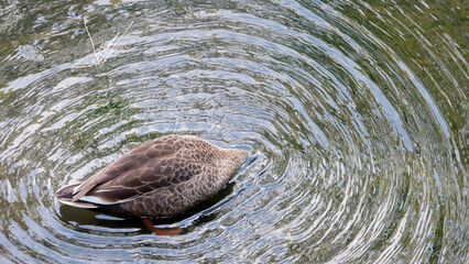 A female mallard, or also known as wild duck, with its head sticking into the pond.