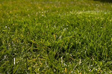Close-up view of vibrant green grass on a sunny spring day.