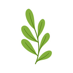 Simple Green Sprig with Oval Leaves, Botanical Illustration