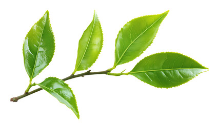 Fototapeta premium Fresh Green Tea Leaves Isolated on Transparent Background