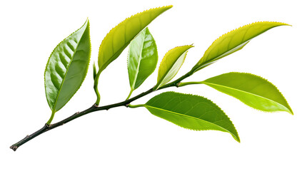 Fresh Green Tea Leaves Isolated on Transparent Background