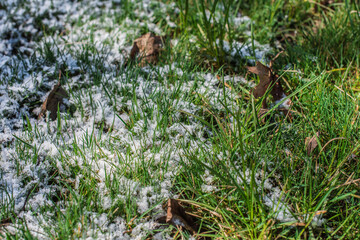Obraz premium A symbolic close-up of grass split between snow and sunlight — one side covered in white frost, the other kissed by the first spring rays. A visual metaphor for transition, contrast, and the gentle ba