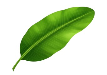 Fototapeta premium A single bright green banana leaf with prominent veins isolated against a white background space around it