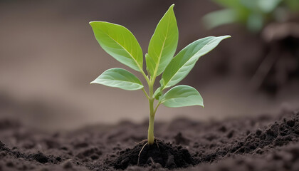 A small, green plant growing in rich soil, showing the beginning of a new life cycle.
