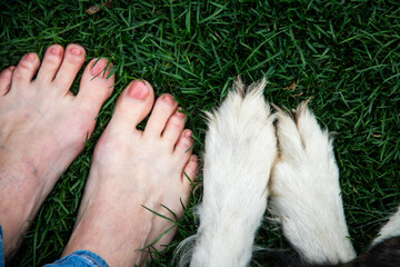 top view of dog paws and female feet in grass best friends